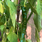 Photo n°4 de l'avis de Max.i fait le 30/09/2018 à 11:06 sur le  Ristorante Pizzeria La Terrazza à Colli a Volturno