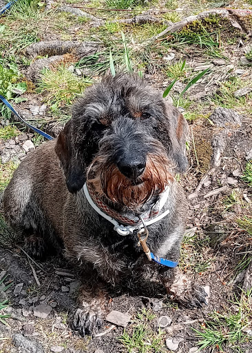 Hundesalon Lupus unter Meudt, 