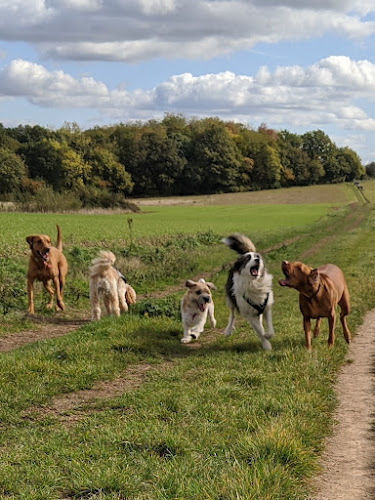Reviews of Tails of Tilehurst in Oxford - Dog trainer