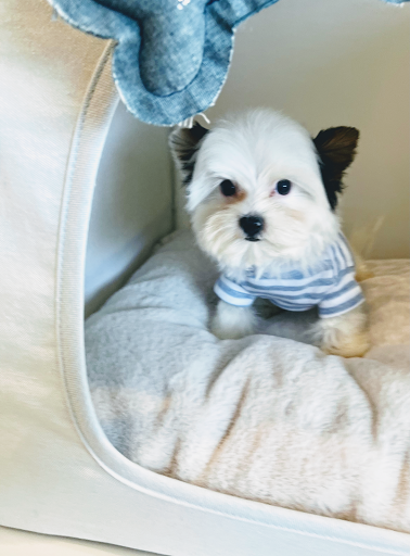 Pet Supply Store «Woof Woof Puppies & Boutique», reviews and photos, 29555 Northwestern Hwy, Southfield, MI 48034, USA