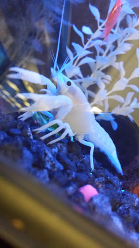 Pet Supply Store «Petco Animal Supplies», reviews and photos, 955 Ferry Blvd, Stratford, CT 06614, USA