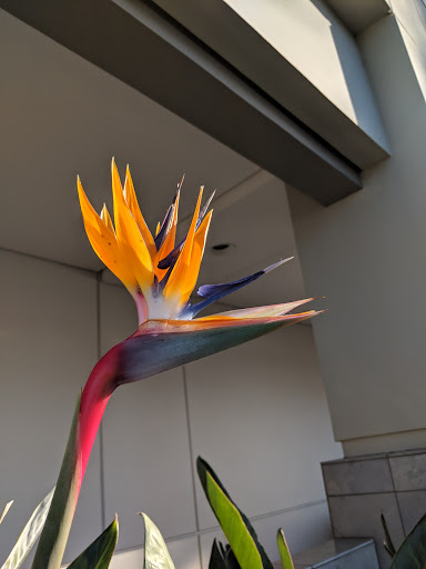 Shopping Mall «Westcliff Plaza», reviews and photos, 1000-1150 Irvine Ave, Newport Beach, CA 92660, USA