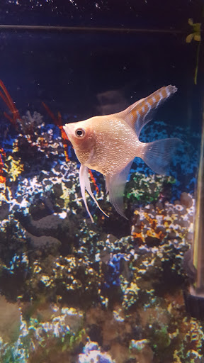 Tropical Fish Store «Reef To Rift Aquarium Store», reviews and photos, 1540 Cowpath Rd, Hatfield, PA 19440, USA