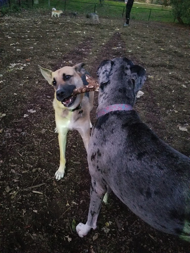 Park «Lake of the Isles Dog Park», reviews and photos, 2845 W Lake of the Isles Pkwy, Minneapolis, MN 55405, USA