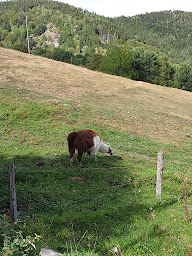 Photo n°32 de Ferme auberge de la Glashütte à Rimbach-prés-Guebwiller ()