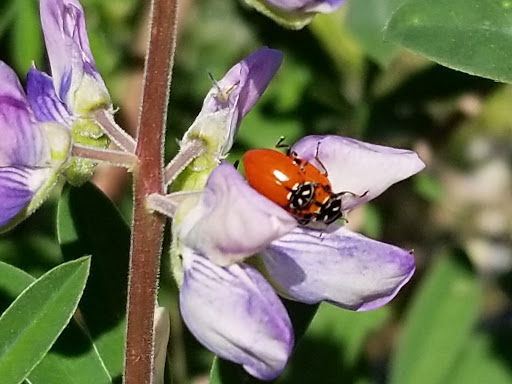 Park «Powell Butte Nature Park», reviews and photos, 16160 SE Powell Blvd, Portland, OR 97236, USA