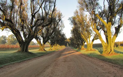 Viña Varela Zarranz - Camino de Olivos image