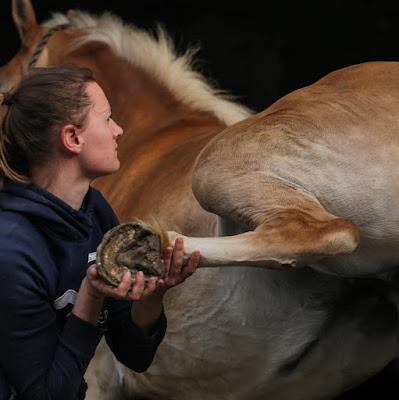 Stéphanie Lasvignes Ostéopathe animalier, equin, canin, félin, NAC. à Mauperthuis