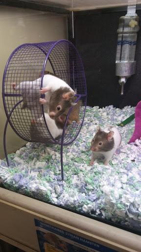 Pet Supply Store «PetSmart», reviews and photos, 8660 Airline Hwy, Baton Rouge, LA 70815, USA