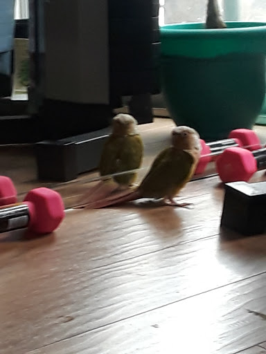 Pet Store «Petland», reviews and photos, 920 Hebron Rd, Heath, OH 43056, USA