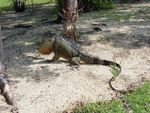 Golf Course «Pembroke Lakes Golf», reviews and photos, 10500 Taft St, Pembroke Pines, FL 33026, USA