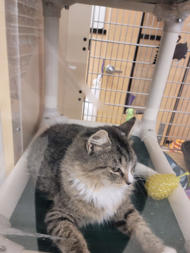 Pet Supply Store «PetSmart», reviews and photos, 2101 NJ-35, Holmdel, NJ 07733, USA