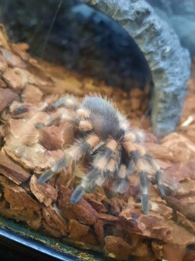 Pet Supply Store «Petco Animal Supplies», reviews and photos, 5190 Borgen Blvd #201, Gig Harbor, WA 98332, USA