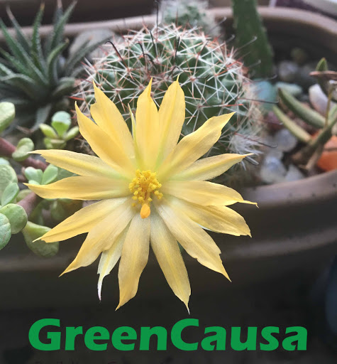 GREENCAUSA