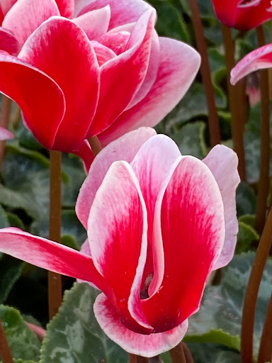 Home Improvement Store «The Home Depot», reviews and photos, 2455 E Imperial Hwy, Brea, CA 92821, USA