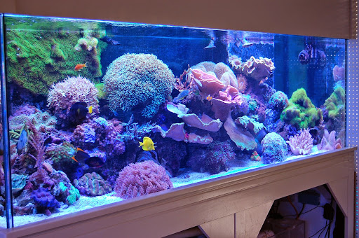Tropical Fish Store «Blue Reef Aquatics», reviews and photos, 5960 Losee Rd, North Las Vegas, NV 89081, USA