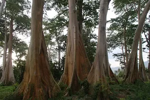 Pohon Lian Purba 2 image