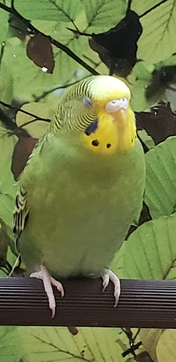 Pet Supply Store «PetSmart», reviews and photos, 24965 Pico Canyon Rd, Stevenson Ranch, CA 91381, USA