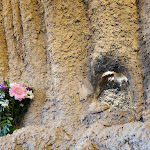 Photo n°15 de l'avis de Nasser.l fait le 20/02/2023 à 11:46 sur le  Restaurant Bamiyan à Hamburg