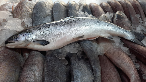 Asmak bahar اسماك بحار