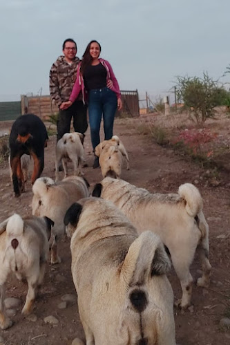 Hotel Canino von Dichtung - Guardería