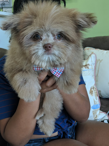 Pet Groomer «Mario`s Pet Grooming & Boutique», reviews and photos, 708 SE 17th St, Fort Lauderdale, FL 33316, USA