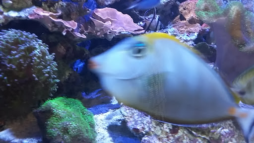 Pet Supply Store «Aquariums and Reptiles», reviews and photos, 11400 S Cleveland Ave, Fort Myers, FL 33907, USA