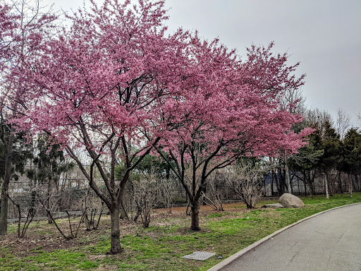 Park «Elmhurst Park», reviews and photos, 57th Ave & Grand avenue, Queens, NY 11373, USA