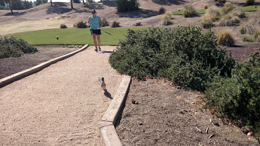 Golf Course «Raven Golf Club - Phoenix», reviews and photos, 3636 E Baseline Rd, Phoenix, AZ 85042, USA