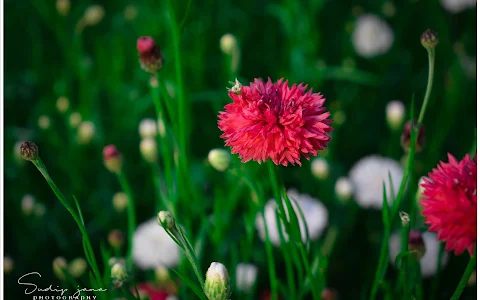 Flowers Valley of Bengal, Kansai & Khirai image