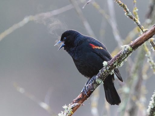 Nature Preserve «Beaverton Creek Wetlands Natural Area», reviews and photos, SW 153rd Dr, Beaverton, OR 97006, USA