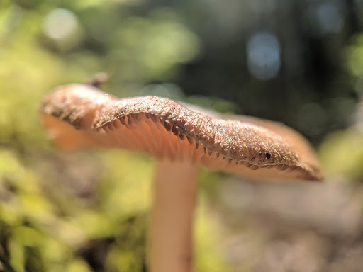 State Park «Bridle Trails State Park», reviews and photos, 5300 116th Ave. N.W., Kirkland, WA 98033, USA