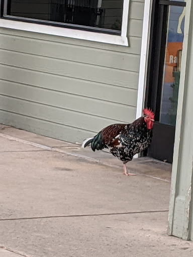 Pet Supply Store «Lemos Feed & Pet Supply», reviews and photos, 120 Traffic Way, Arroyo Grande, CA 93420, USA