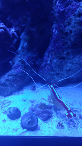 Sports Bar «Pinheads Jeffery Lanes», reviews and photos, 125 N Wolf Rd, Wheeling, IL 60090, USA