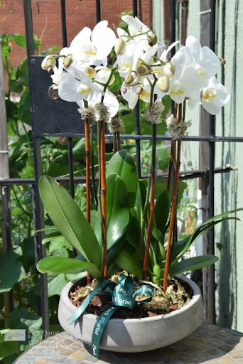 Florist «Park Florist», reviews and photos, 6921 Laurel Ave, Takoma Park, MD 20912, USA