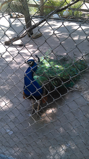 Zoo «Fritz Park Petting Farm», reviews and photos, 312 E Vilbig St, Irving, TX 75060, USA