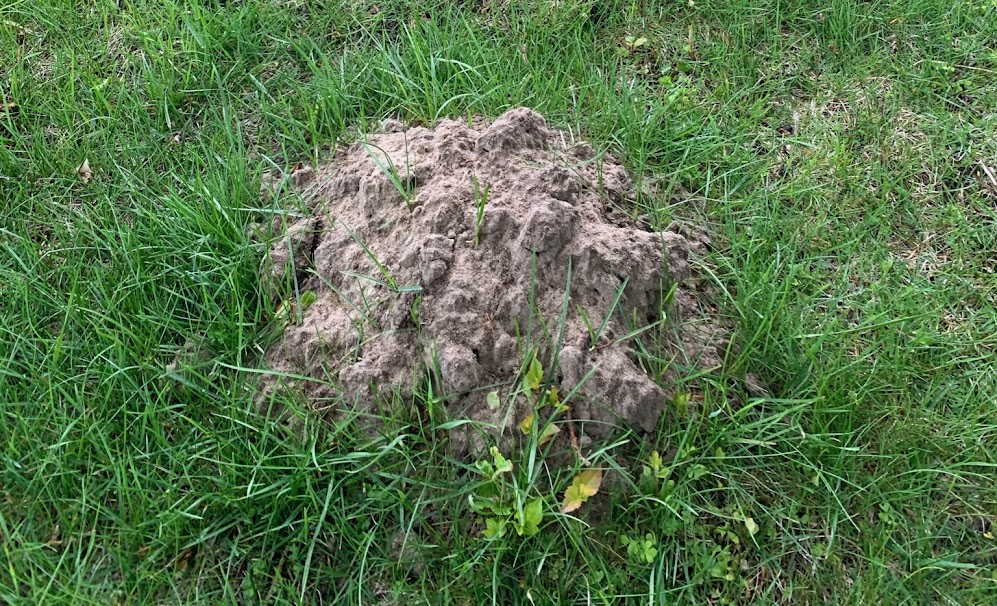 image of mole hill on lawn