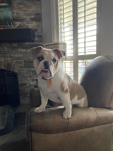 S & J English Bulldogs