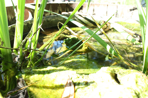 Winery «Dakotah Vineyards & Winery», reviews and photos, 14365 US-19, Chiefland, FL 32626, USA