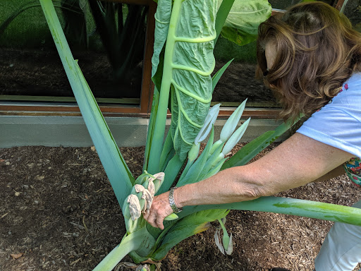 Museum «Nemours Estate», reviews and photos, 850 Alapocas Dr, Wilmington, DE 19803, USA