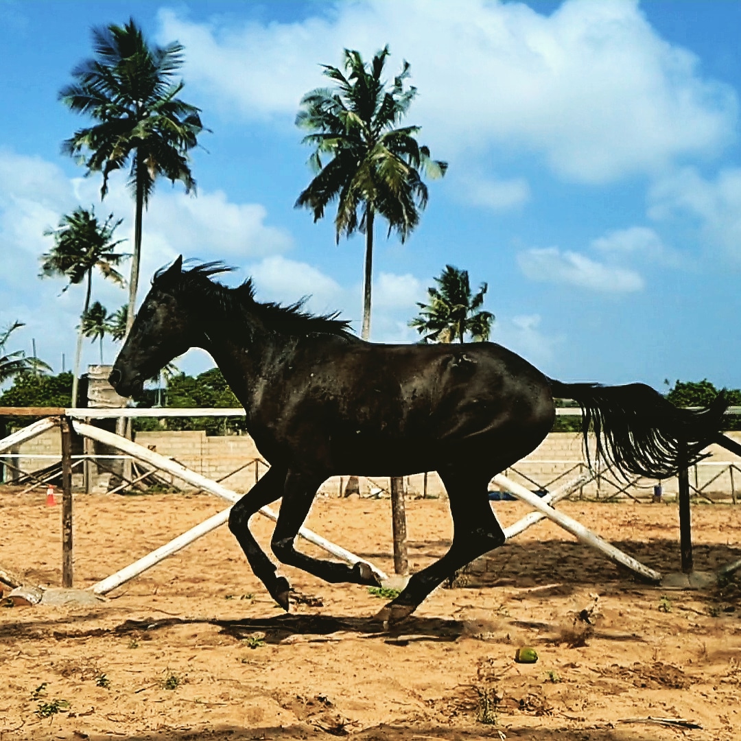 spirit horse farm