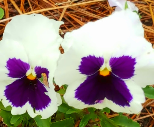 Water Park «Memorial Waterfront Park», reviews and photos, 99 Harry M. Hallman Jr Blvd, Mt Pleasant, SC 29464, USA