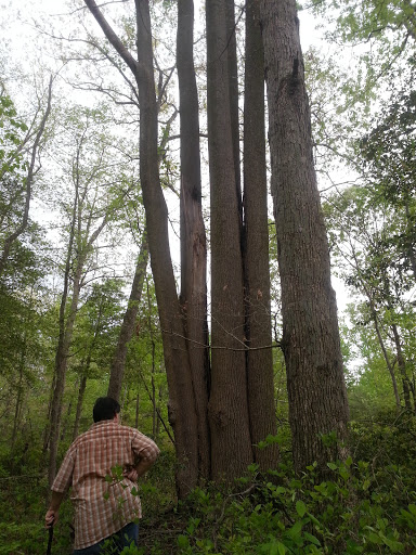 Park «Glassboro Wildlife Management Area», reviews and photos, Fries Mill Rd, Clayton, NJ 08312, USA