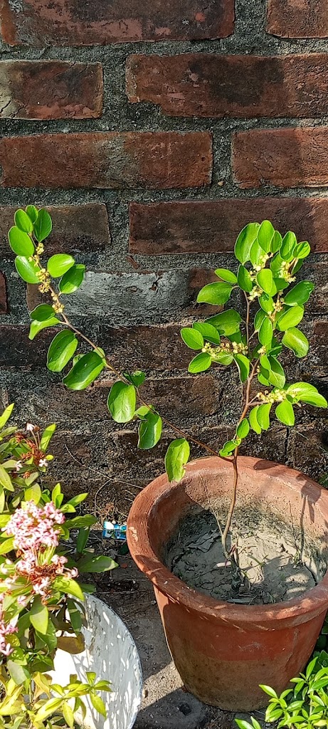 Ronaldo's Fly By Eatery 27828