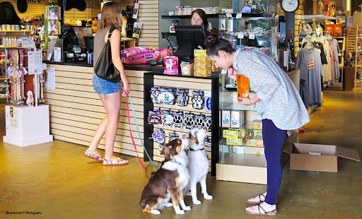 Pet Store «All Pets Considered», reviews and photos, 2614 Battleground Ave, Greensboro, NC 27408, USA