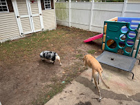 Claudia's Dogs - Doggy Daycare & Boarding - Photo 7 - Car repair in Norfolk, VA, Virginia Beach