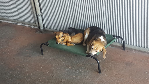 Here, Doggy image