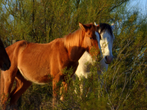 Tourist Attraction «Salt River Tubing», reviews and photos, 9200 N Bush Hwy, Mesa, AZ 85215, USA