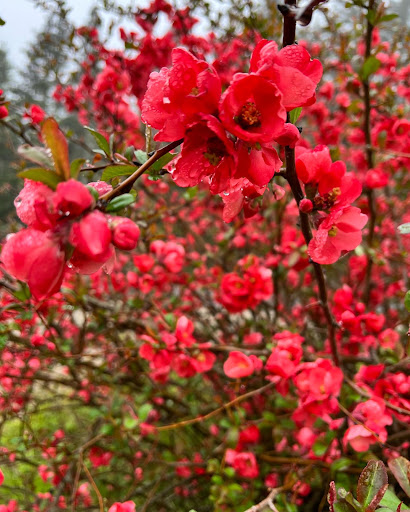 Florist «Bangor Floral», reviews and photos, 96 Center St, Bangor, ME 04401, USA