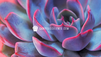 CKNY Succulents